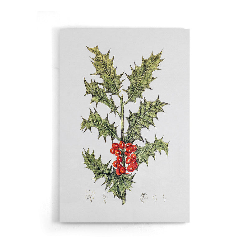 Mistletoe