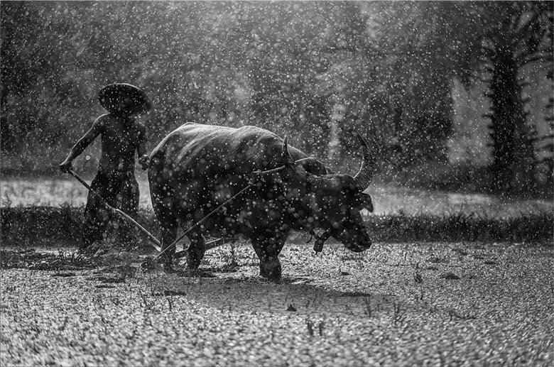 Water Buffalo - Walljar