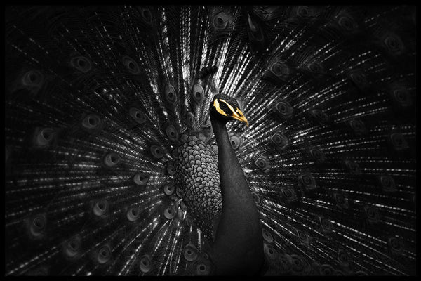 Golden Peacock II - Walljar