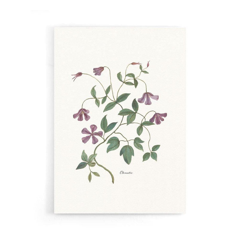 Poster Clematis