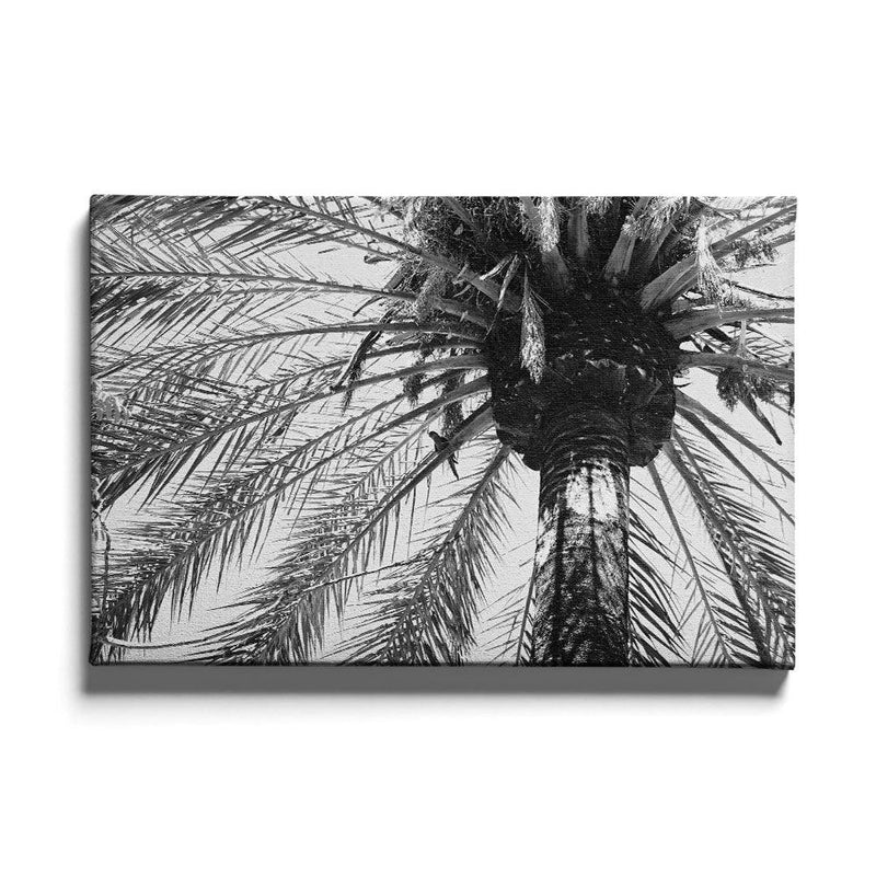 Palmbomen poster