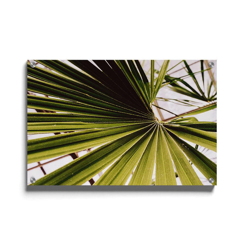 Palm poster