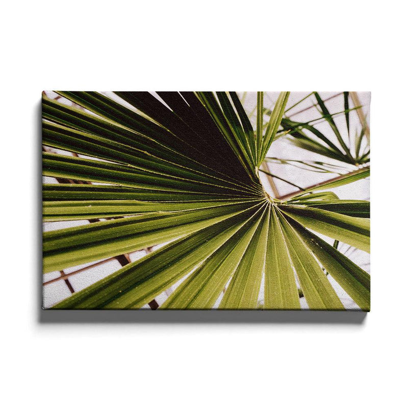 Palm poster