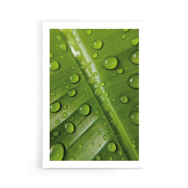 Leaf Water Drops poster