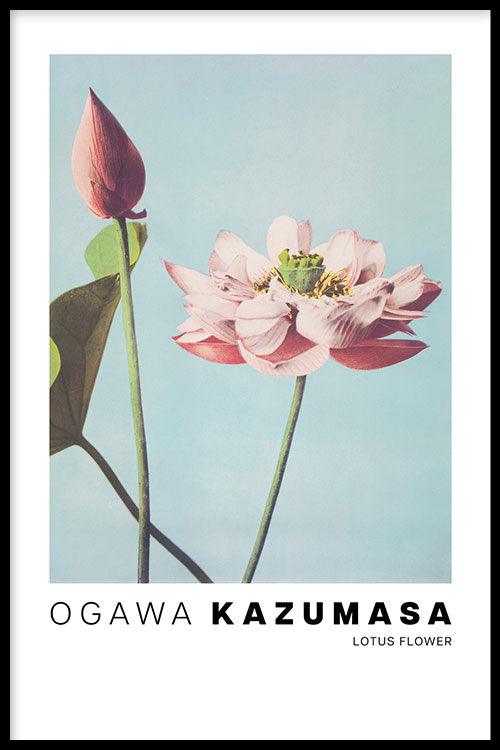 Ogawa Kazumasa - Lotus Flowers - Walljar