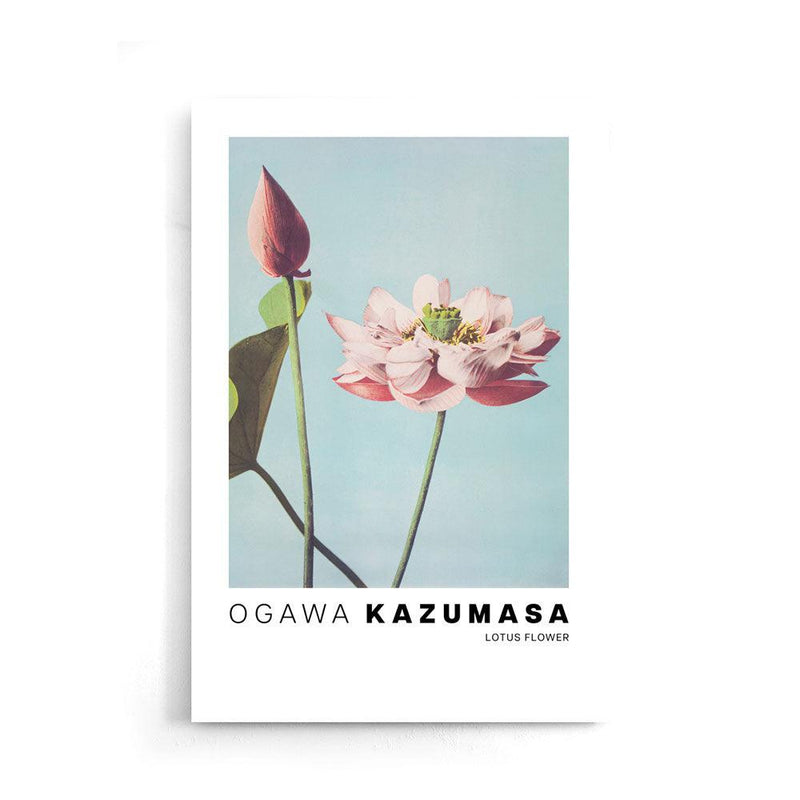 Ogawa Kazumasa - Lotus Flowers - Walljar