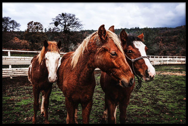 Paarden poster