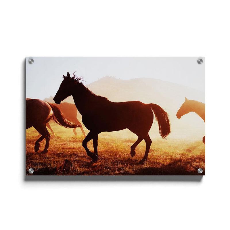 Paarden poster