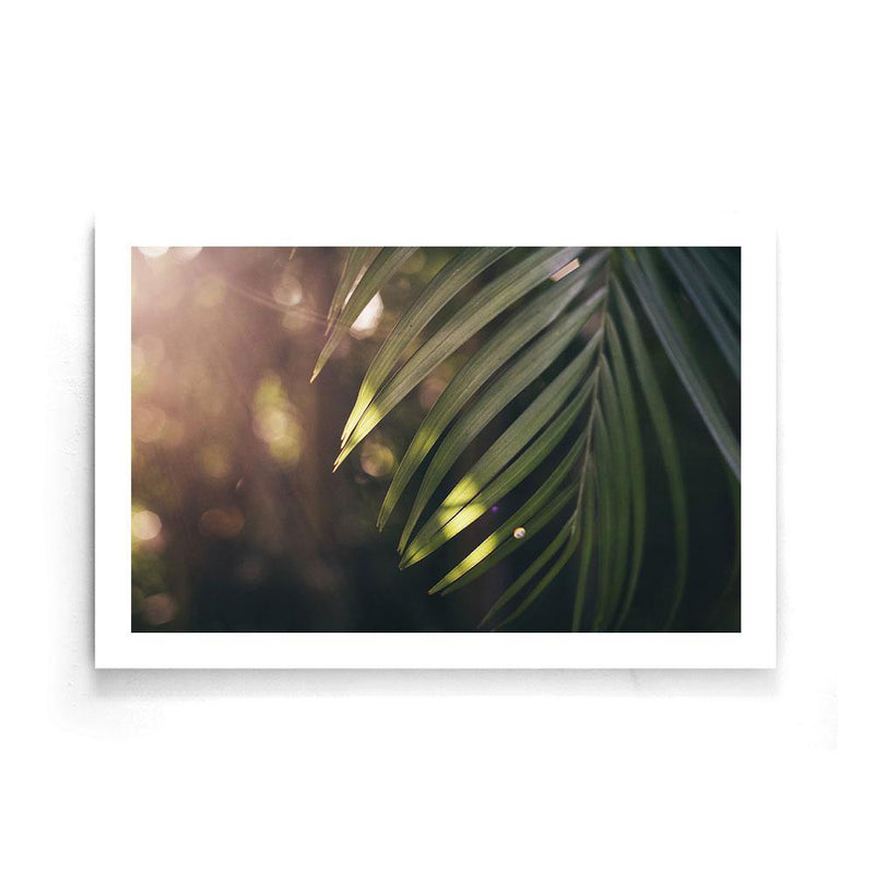 Palm poster