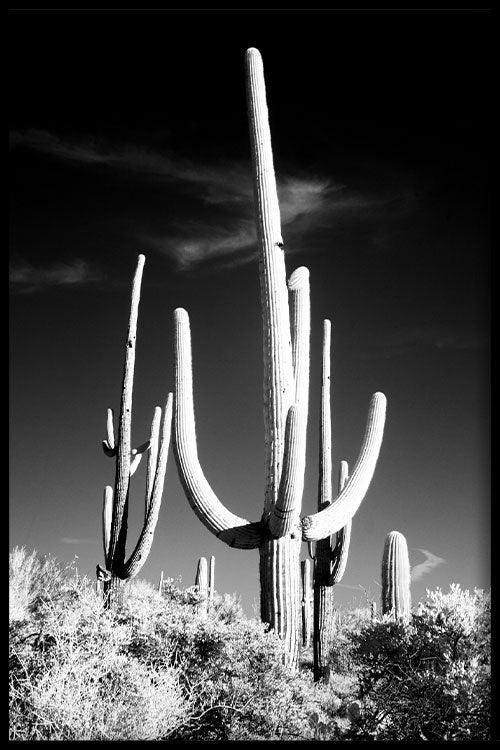 Cactus poster