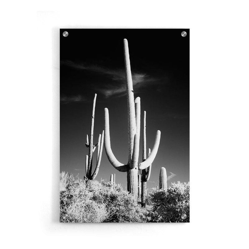 Cactus poster