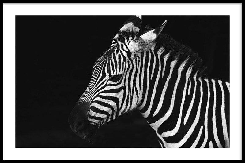 Zebra poster