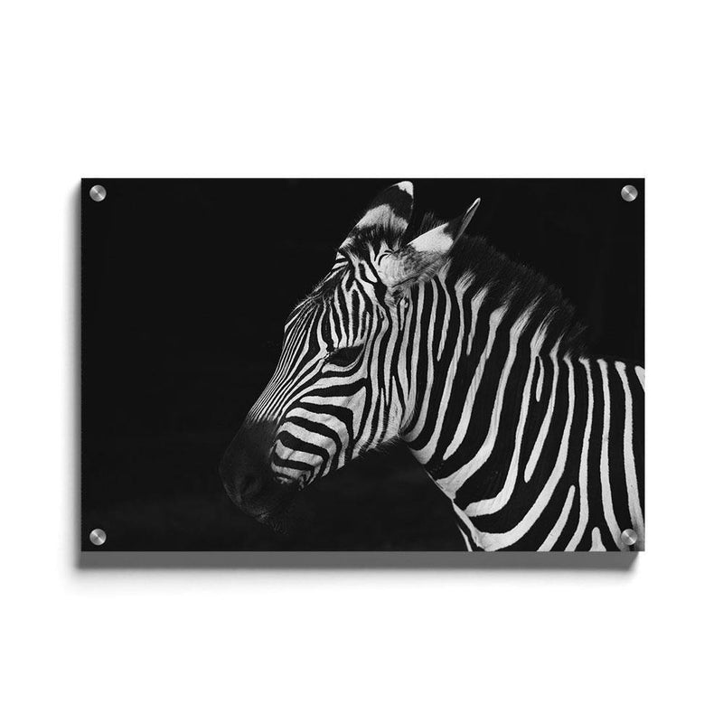 Zebra poster