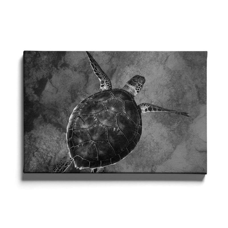 Schildpad poster